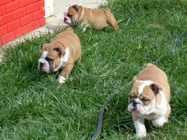 Awesome English Bulldog puppies For Sale